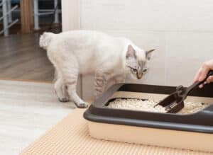 tipos de arena para gatos
