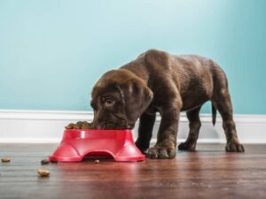 Alimentar a un cachorro