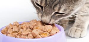 Comida húmeda
