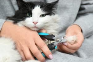 cortar uñas de gato 