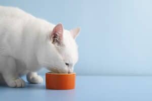 comida húmeda para gatos