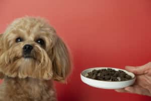 comida húmeda para perros
