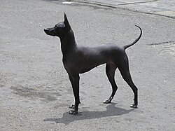 perro peruano sin pelo