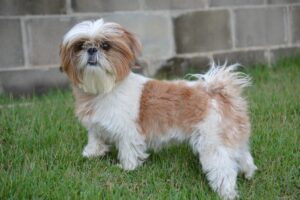 Shih Tzu americano