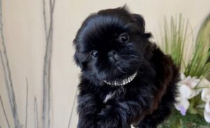 Shih Tzu negro