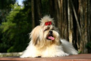 Shih Tzu europeo