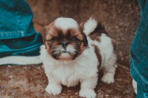 Shih Tzu imperial