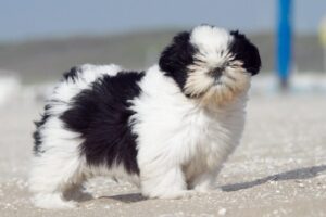 Japanese Shih Tzu