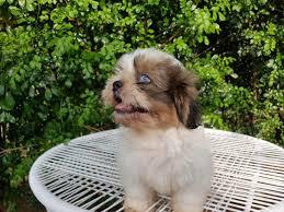 Shih Tzu de ojos azules