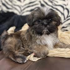 Brindle Shih Tzu