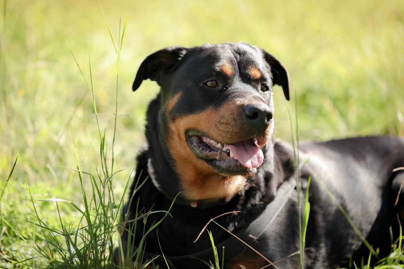 Rottweiler: Guía de Características y Cuidados 2026 | Origens