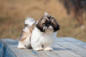 Teacup Shih Tzu