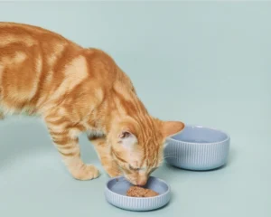 mousse para gatos