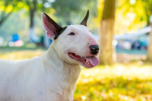 bull terrier 