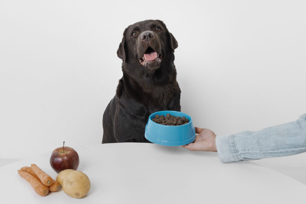 nutricion para perros