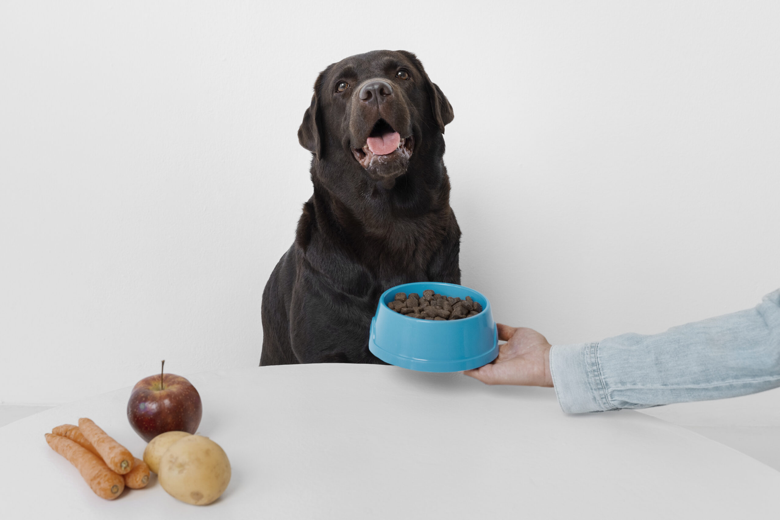 nutricion para perros