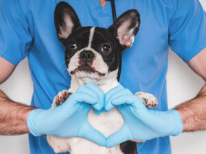 dia mundial del veterinario 