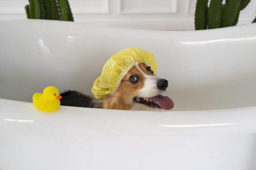 primer baño cachorro