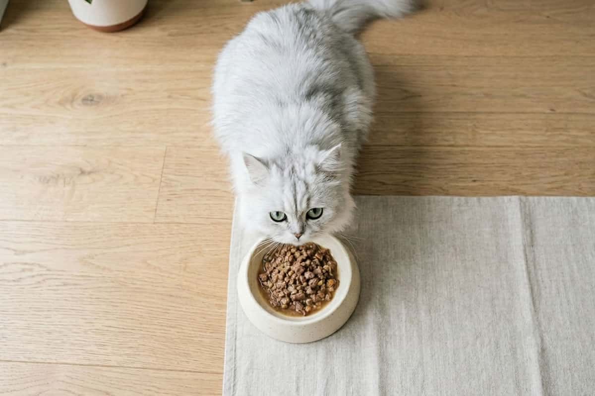 gato persa comiendo comida humeda