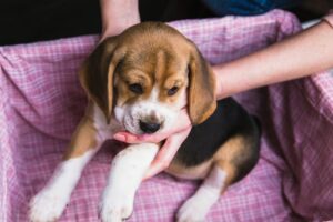 beagle-cuidados