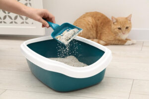 como limpiar el arenero de tu gato