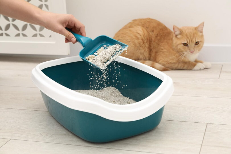 como limpiar el arenero de tu gato