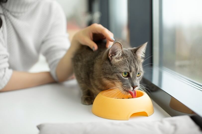 cuanta comida necesita un gato