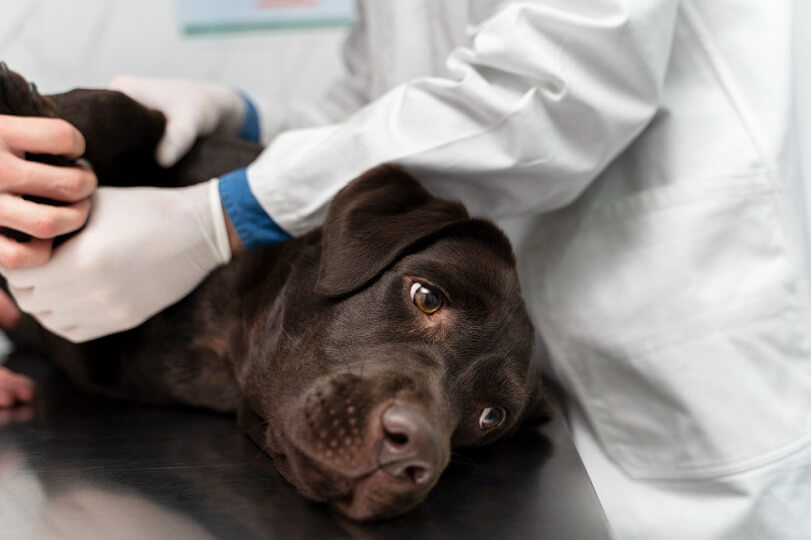parvovirus en perros