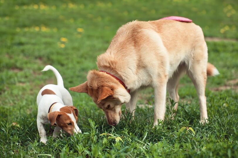 por que los perros comen pasto